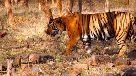 Best time to experience wildlife safari in India