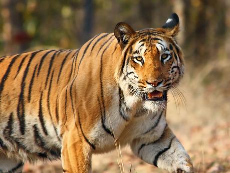 Things to know before going for wildlife safari in India