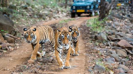 Things to know before going for wildlife safari in India