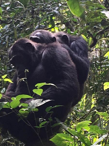 Three chimpanzees grooming. Kibale Forest, western Uganda