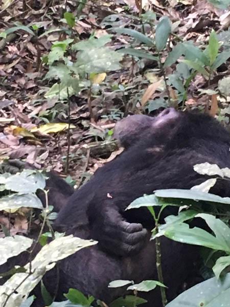 chimpanzee lying on ground. Kibale Forest, western Uganda