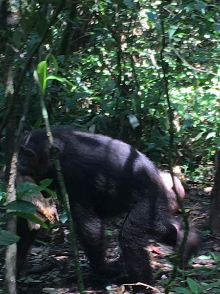 female chimp oestrus Kibale Forest