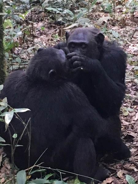 Two chimpanzees grooming. Kibale Forest, western Uganda