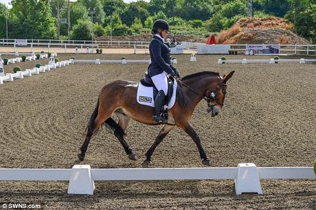 Wallace, the mule, beats horses in Dressage