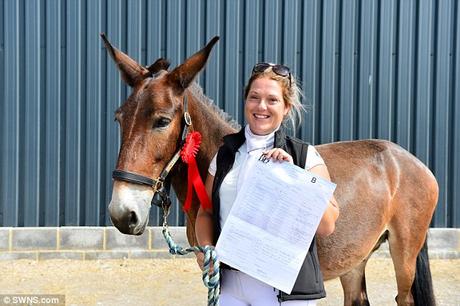 Wallace, the mule, beats horses in Dressage