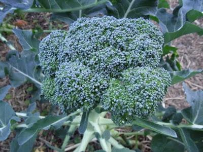 While I was harvesting the broccoli