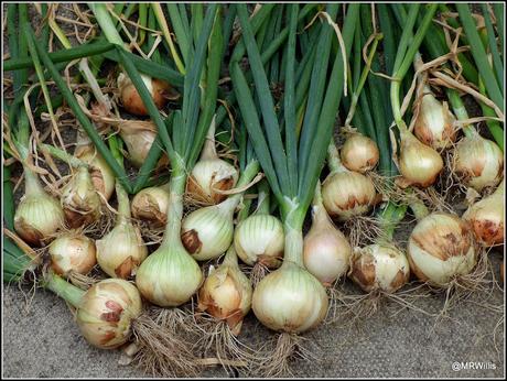 Lifting onions (and potatoes)