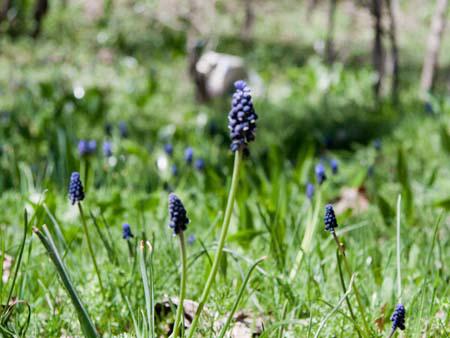 Wild lavender