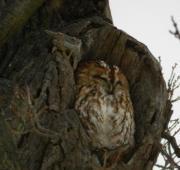 Tawny Owl