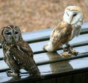 Tawny Owl