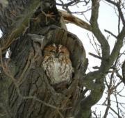 Tawny Owl