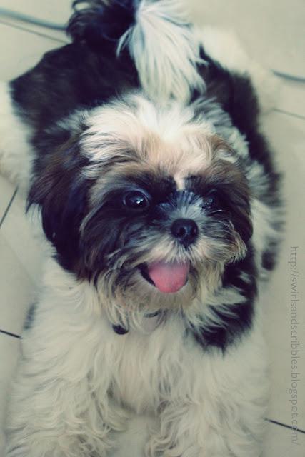 Bruno: The Shih Tzu