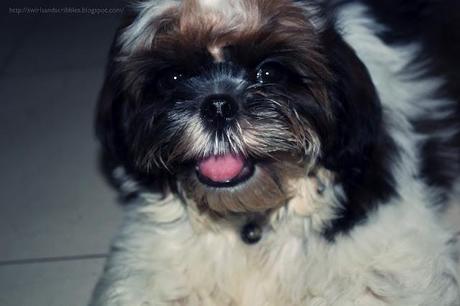 Bruno: The Shih Tzu