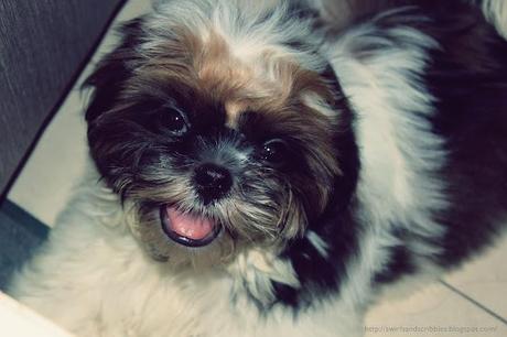 Bruno: The Shih Tzu