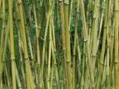 Plant Week: Phyllostachys Angusta