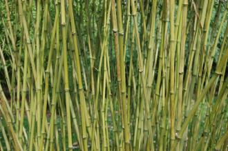 Stone Bamboo Stem (07/03/2012, Kew, London)