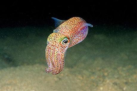 Think Ink: The World's 10 Cutest Squids