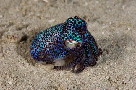 Think Ink: The World's 10 Cutest Squids