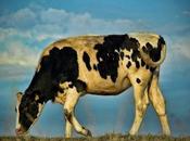 What Disease? Bovine Spongiform Encephalopathy Explainer