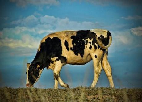 Mad cow disease: What is it?