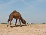 One of many camels at Merv