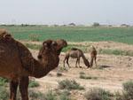 Camels surrounding the Great and Small Kyz kalas