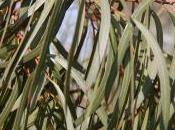 Plant Week: Eucalyptus Pulchella