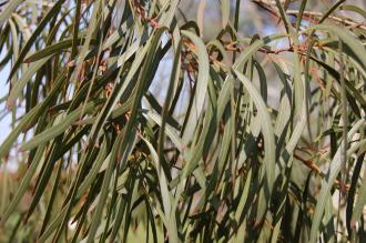 Eucalyptus pulchella Leaf (07/03/2012, Kew, London)