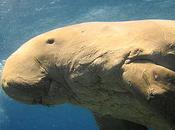 Oddball Aquatic Mammals Love