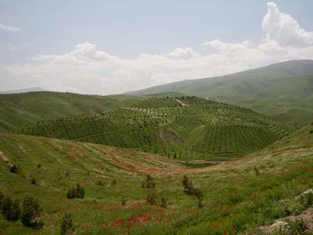 Lush green and red fields of poppies