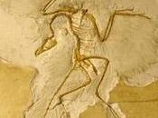 Song Dinosaurs Birds Learned Sing