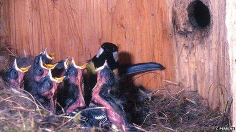 Great Tits in nest of tree trunk: image via bbc.co.uk