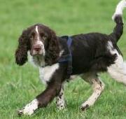 English Springer Spaniel