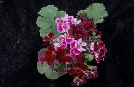 bruised pelargonium