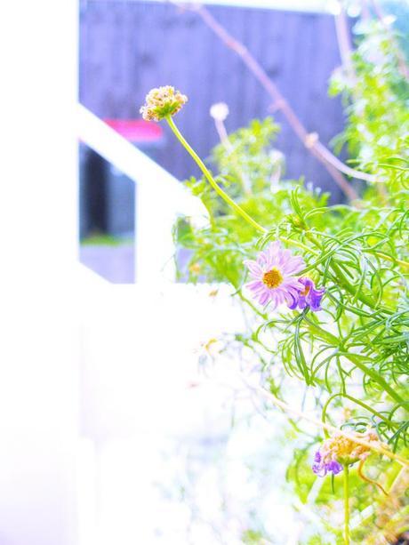 Missing Summer Days and Whole Wheat Rosemary Focaccia