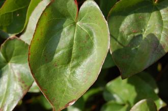 Epimedium pinnatum elegans Leaf (11/03/2012, Kew, London)