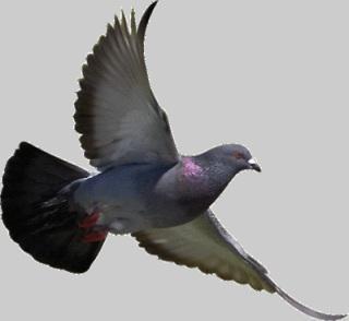 Pigeon in flight. How does he find his way back home?: image via gif-favicon.com