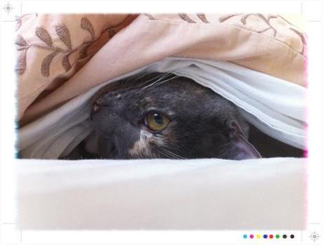 A kitten peeking out of a blanket.