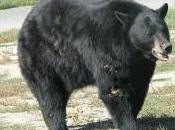 Featured Animal: Bear