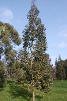 Eucalyptus urnigera (11/03/2012, Kew, London)