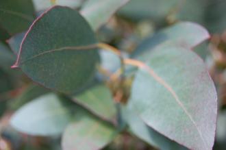 Eucalyptus urnigera Leaf (11/03/2012, Kew, London)
