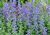 10 Hard Working Perennials for Mountain Gardens