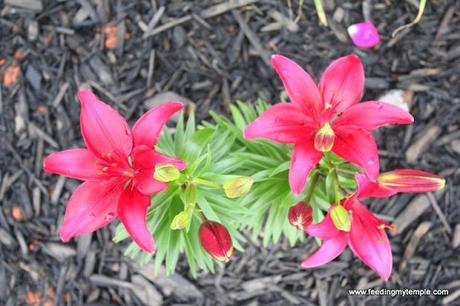 friends and flowers.