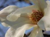 Plant Week: Magnolia ‘Kewensis’