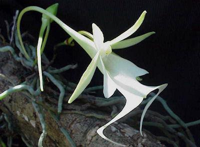 Top 10 Rarest Flowers In The World