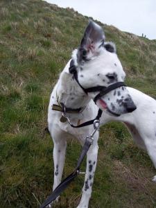 Pentlands, Edinburgh, Midlothian, Hills, Hill walking Dog walking