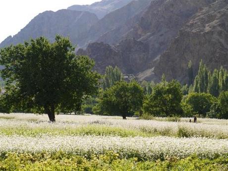 The Baltistan village of Turtuk, Ladakh