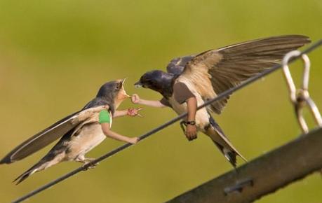 Birds Get Silly Making Fun Of Humans