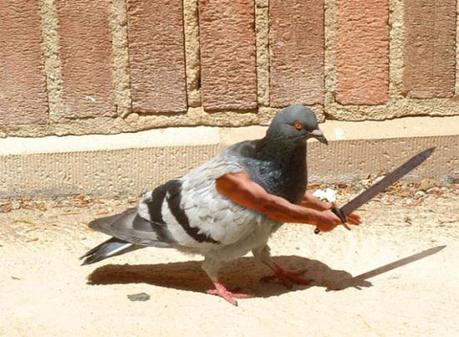 Birds Get Silly Making Fun Of Humans