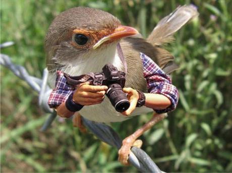 Birds Get Silly Making Fun Of Humans